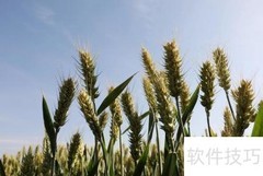 锰元素促进植物生长