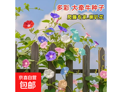 混色大牵牛花种子，原价3.1元，用券3次后1.1元带回家