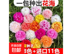 单瓣太阳花种子混色装，原价3.1元，满减后仅1.1元！