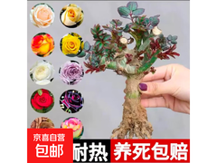 原价3.1元玫瑰老桩花苗，用券1.1元带回家！