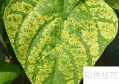 烟叶花叶病特征与防治