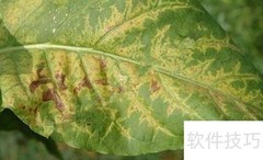烟叶花叶病特征与防治