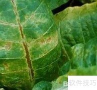 烟叶花叶病特征与防治