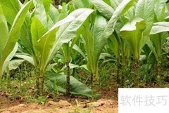 土烟叶处理技巧：提升口感