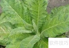 烟叶花叶病防治方法