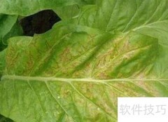 烟叶花叶病防治方法