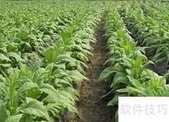 烟叶税CPA学习要点