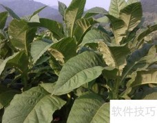 烟叶税CPA学习要点