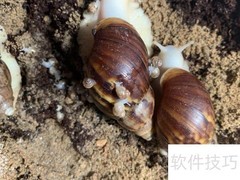 白玉蜗牛高效养殖技巧