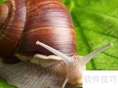 白玉蜗牛是否携带寄生虫