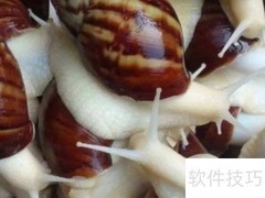 白玉蜗牛食用方法指南
