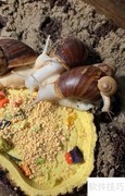 白玉蜗牛高效养殖技巧