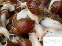 白玉蜗牛食用方法指南