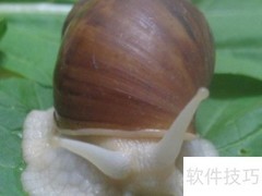 白玉蜗牛食用方法指南