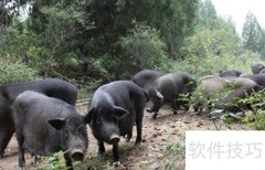 纯种猪培育关键技术解析