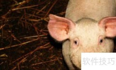 纯种猪培育关键技术解析