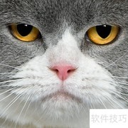 猫咪退养的正当理由