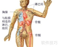 免疫系统衰老机制解析