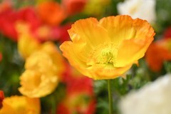 踏青寻色，以尼康定格春日温柔