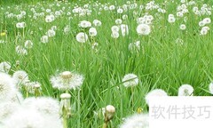 蒲公英长什么样？一文看懂