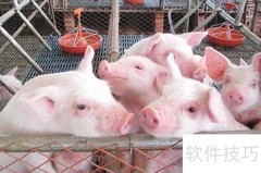 猪场高效服务指南