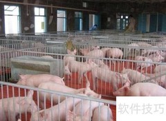 猪场高效服务指南