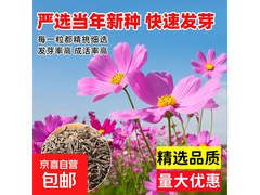超值！20 - 30粒格桑花种子仅5.01元，80%发芽率