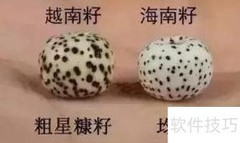 越南与海南星月菩提区别