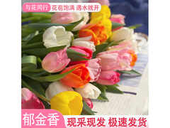 郁金香鲜切花9.9元抢