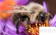 蜜蜂交感神经探秘