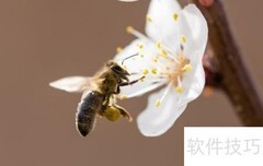 蜜蜂中枢神经解析