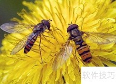 蜜蜂的特点有哪些？