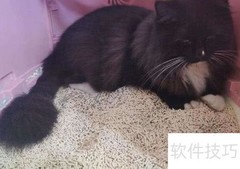 家庭养猫必备工具清单