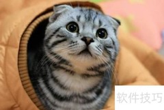 家庭养猫必备工具清单