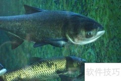 亚洲鲤鱼分布现状