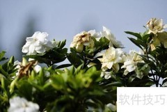 栀子花精油功效与使用方法