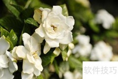 栀子花精油功效与使用方法