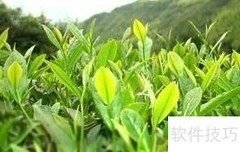藏匠藏茶：传统制茶工艺揭秘