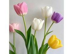 京东斗南郁金香低至17.9元包邮！