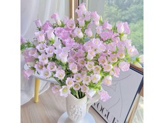 京东鲜切风铃花，满减后14.9带回家