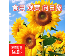 100%新种食用向日葵种子，满5.01减5，仅0.01元！