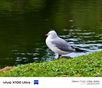 多焦段记录自然美景 vivo X100 Ultra新西兰实拍图赏
