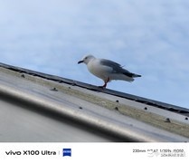 多焦段记录自然美景 vivo X100 Ultra新西兰实拍图赏