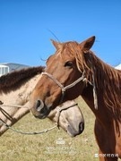 哈苏画质王解禁！OPPO Find X9 Pro样张秀