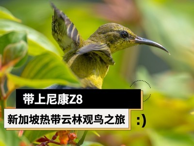 带上尼康Z8 新加坡热带云林观鸟之旅