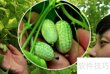 Ĵָ���ϣ�С��Ӫ����