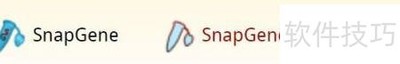 Snap Gene与Viewer功能对比