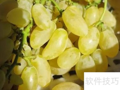 ����ָ����֭����եӪ��֮ѡ