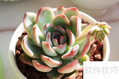 �������뻨��ҹ������