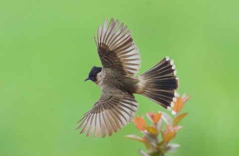 记录鸟飞翔的瞬间 尼康Z9+Z600mm f/6.3 VR S镜头生态摄影体验